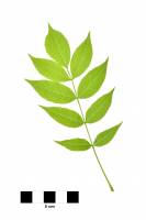 Frêne - feuille isolée sur fond blanc (Fraxinus excelsior)